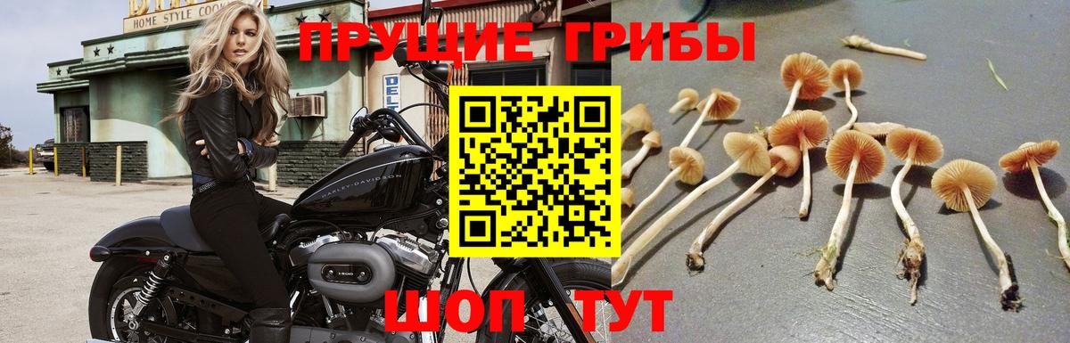 Ливны  Галлюциногенные грибы мицелий  Вход с VPN 
